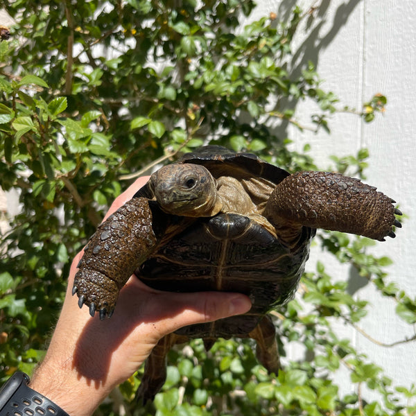 7 Inch Aldabra Tortoise