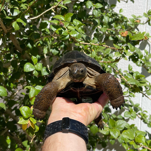 7 Inch Aldabra Tortoise