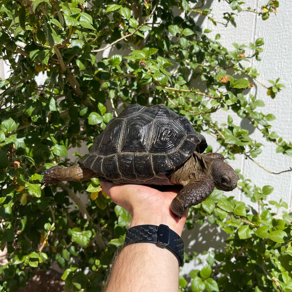 7 Inch Aldabra Tortoise