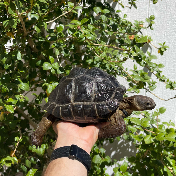 7 Inch Aldabra Tortoise