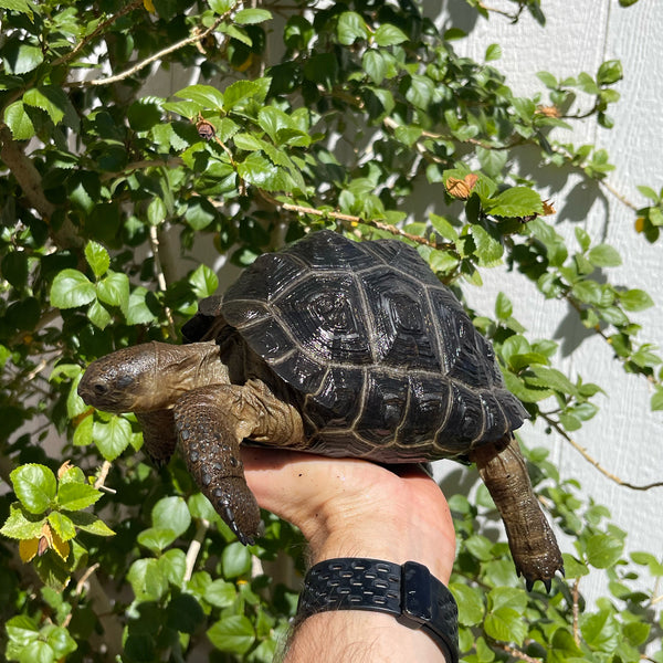 7 Inch Aldabra Tortoise