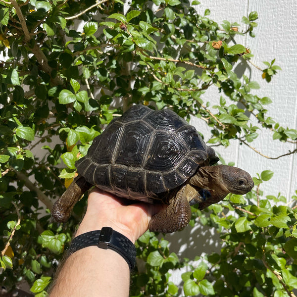 7 Inch Aldabra Tortoise