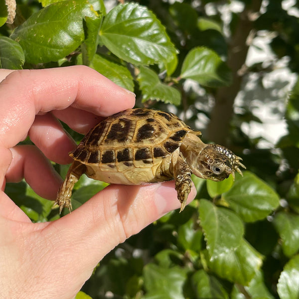 Russian Tortoise #R4