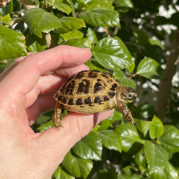 Russian Tortoise #R4