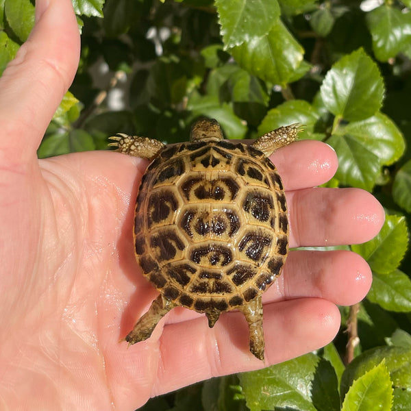 Russian Tortoise #R5