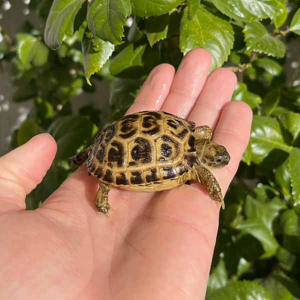 Russian Tortoise #R5