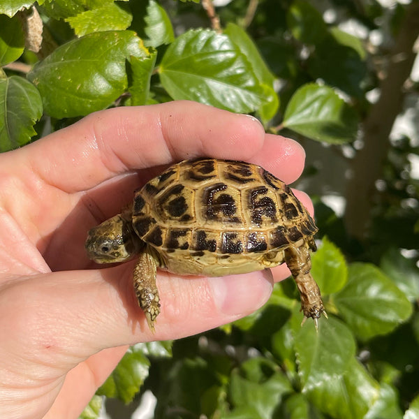 Russian Tortoise #R5