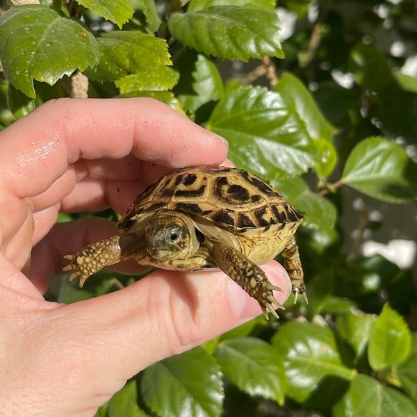 Russian Tortoise #R5