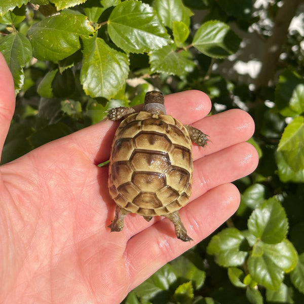 Ibera Greek Tortoise #I1