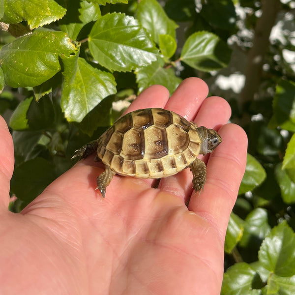 Ibera Greek Tortoise #I1