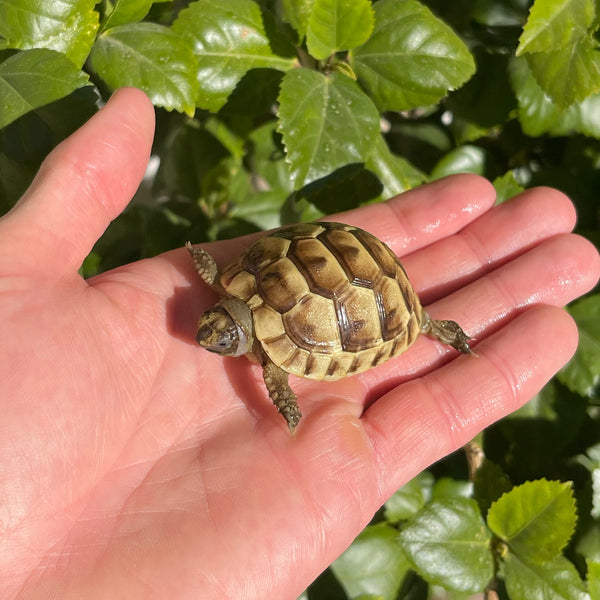 Ibera Greek Tortoise #I1