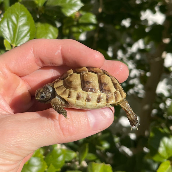 Ibera Greek Tortoise #I1