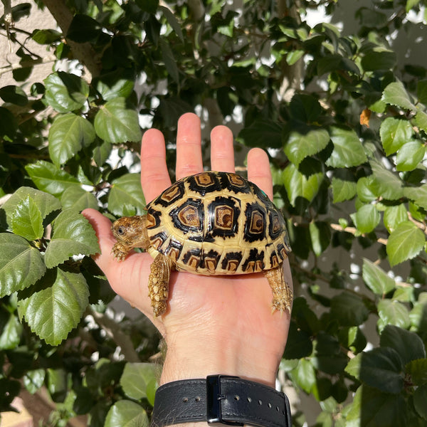 1 yr old High White Leopard Tortoise (Pardalis Babcocki) #1A