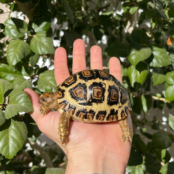 1 yr old High White Leopard Tortoise (Pardalis Babcocki) #1A