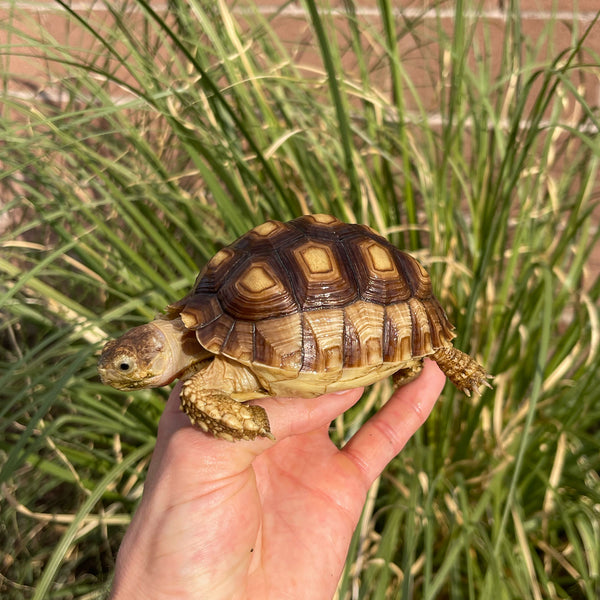 1 Yr Old Sulcata Tortoise #73