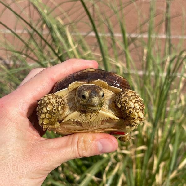 1 Yr Old Sulcata Tortoise #73