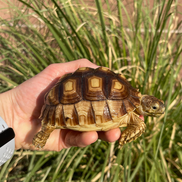 1 Yr Old Sulcata Tortoise #73