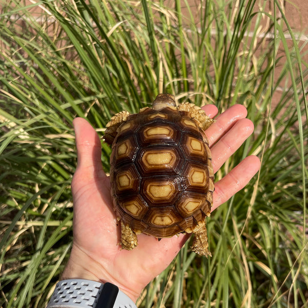 1 Yr Old Sulcata Tortoise #73