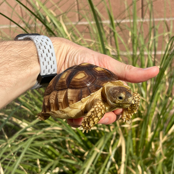 1 Yr Old Sulcata Tortoise #73