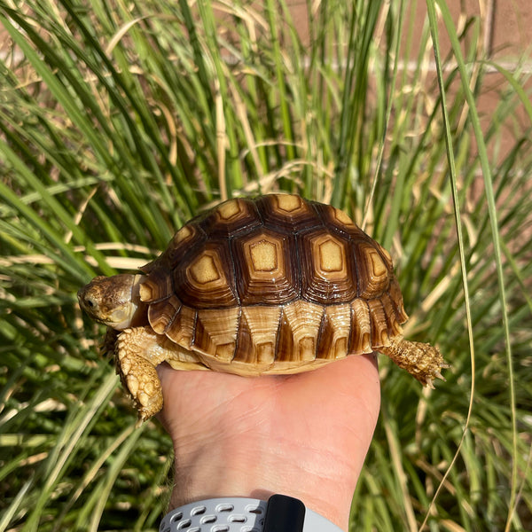 1 Yr Old Sulcata Tortoise #73