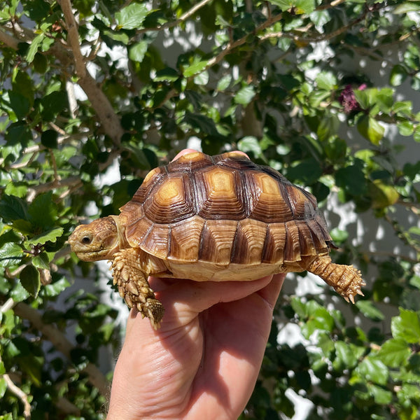 1 Yr Old Sulcata Tortoise #84