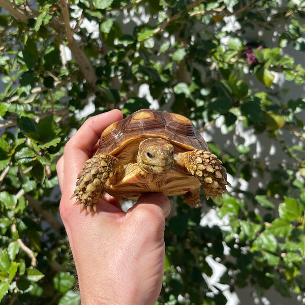 1 Yr Old Sulcata Tortoise #84