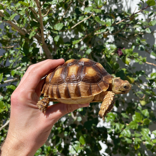 1 Yr Old Sulcata Tortoise #84