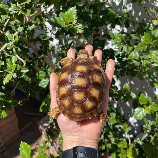 1 Yr Old Sulcata Tortoise #84