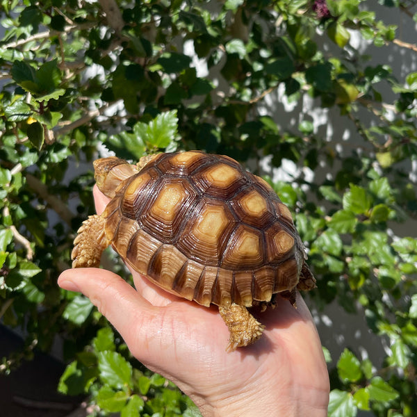 1 Yr Old Sulcata Tortoise #84