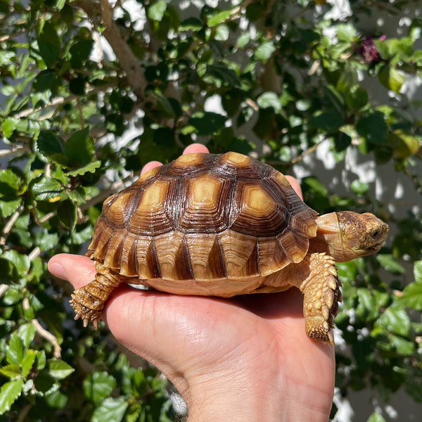 1 Yr Old Sulcata Tortoise #84