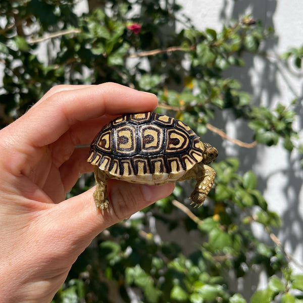 Mis-Scute Leopard Tortoise (Pardalis Babcocki) #1V