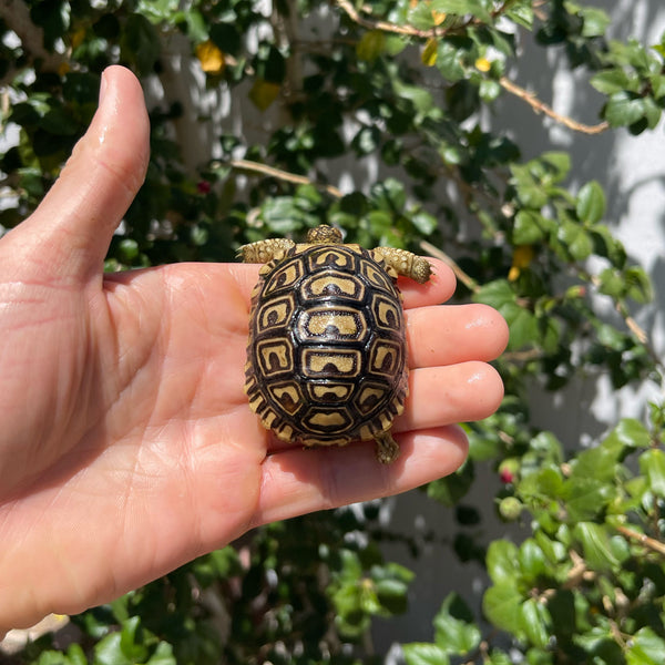 Mis-Scute Leopard Tortoise (Pardalis Babcocki) #1V