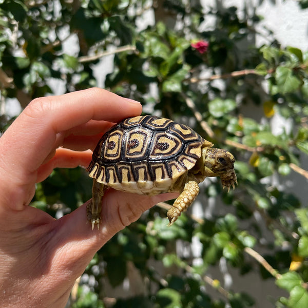 Mis-Scute Leopard Tortoise (Pardalis Babcocki) #1V