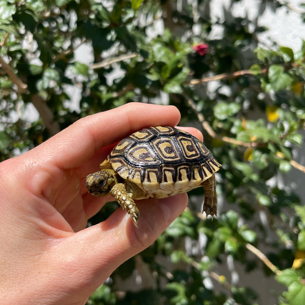 Mis-Scute Leopard Tortoise (Pardalis Babcocki) #1V