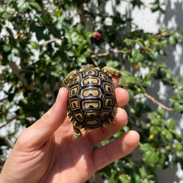 Mis-Scute Leopard Tortoise (Pardalis Babcocki) #1V