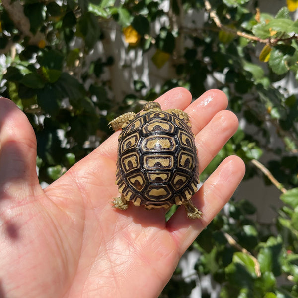 Mis-Scute Leopard Tortoise (Pardalis Babcocki) #1V