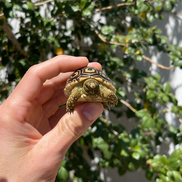 Mis-Scute Leopard Tortoise (Pardalis Babcocki) #1V