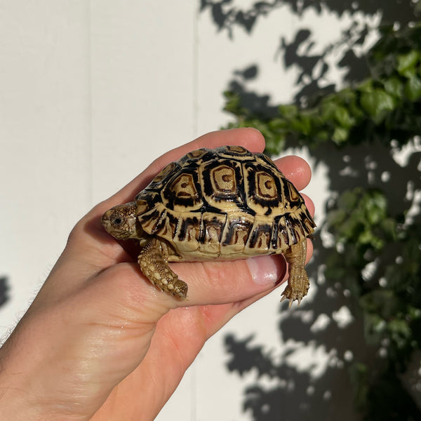 8 Month Old Leopard Tortoise (Pardalis Babcocki) #8L