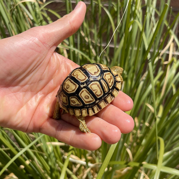 Mis-Scute Leopard Tortoise (Pardalis Babcocki) #2R