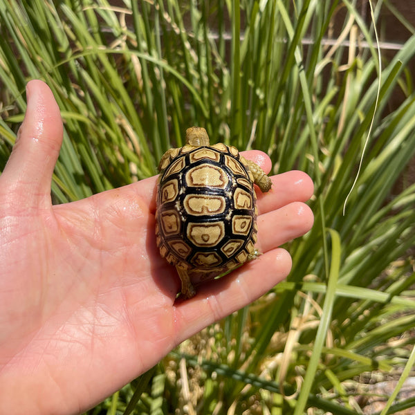 Mis-Scute Leopard Tortoise (Pardalis Babcocki) #2R