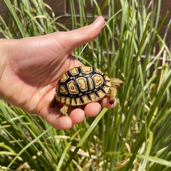 Mis-Scute Leopard Tortoise (Pardalis Babcocki) #2R