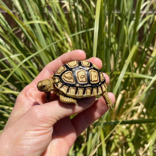 Mis-Scute Leopard Tortoise (Pardalis Babcocki) #2R