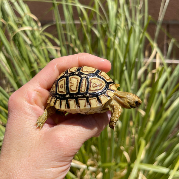 Mis-Scute Leopard Tortoise (Pardalis Babcocki) #2R