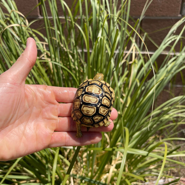 Mis-Scute Leopard Tortoise (Pardalis Babcocki) #2R