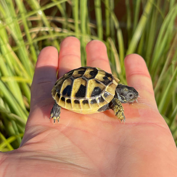 Eastern Hermann’s Tortoise #H1