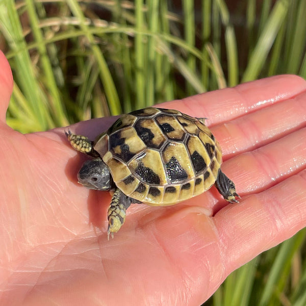 Eastern Hermann’s Tortoise #H1