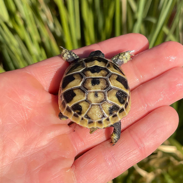 Eastern Hermann’s Tortoise #H1