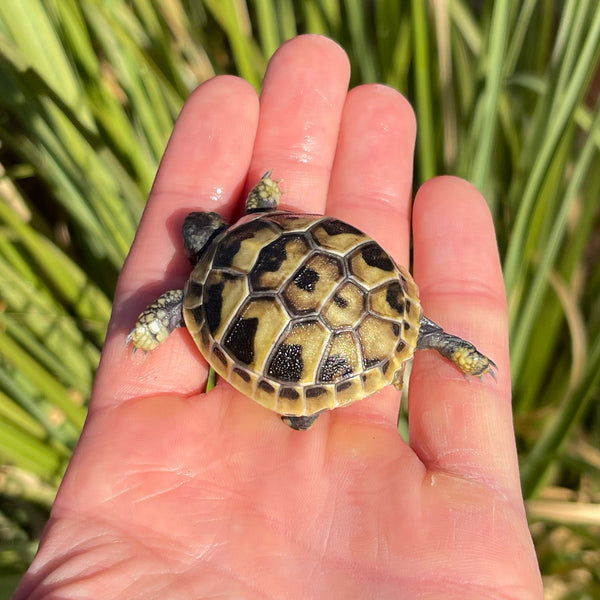 Eastern Hermann’s Tortoise #H1