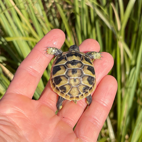 Eastern Hermann’s Tortoise #H1