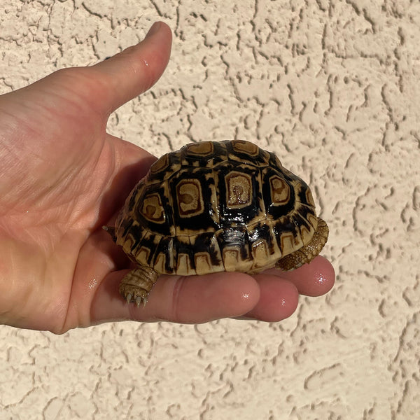 10 Month Old Leopard Tortoise (Pardalis Babcocki) #1D